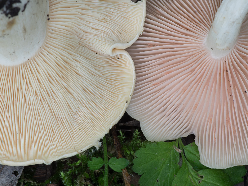 Calocybe gambosa